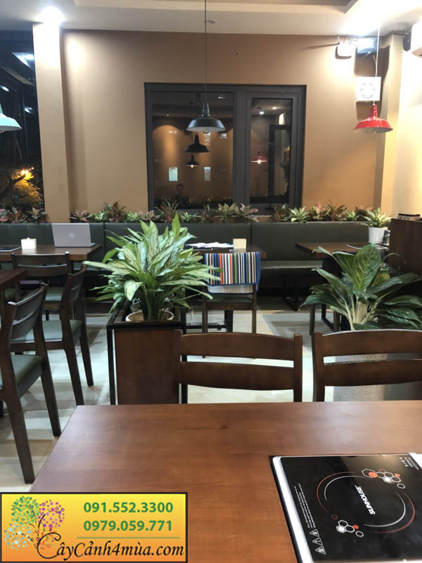 Trồng cây ngọc ngân trang trí bàn quán cafe