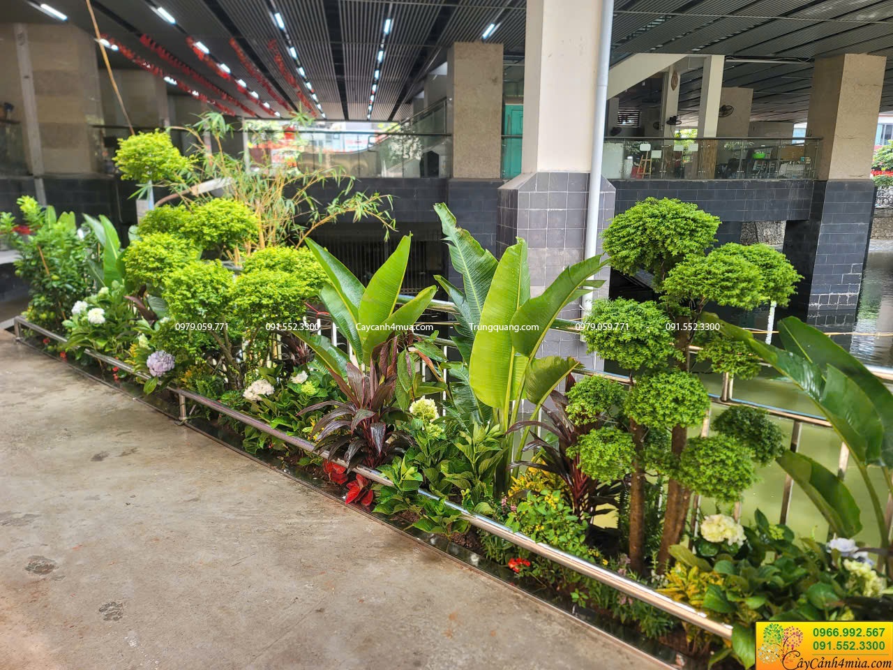 cây tròng tại Hào Nam