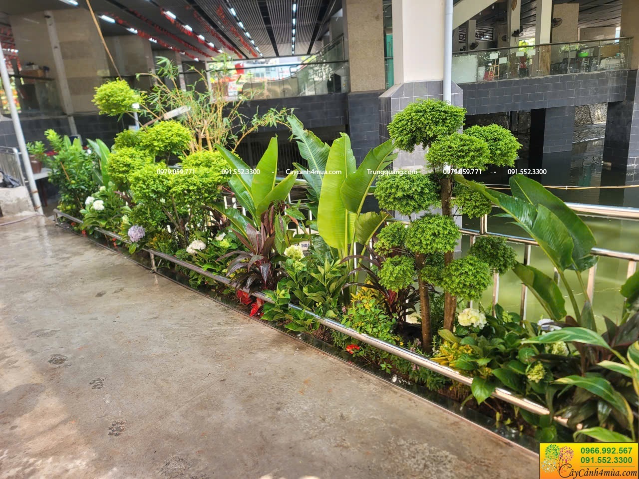 cây mai chiếu thuỷ