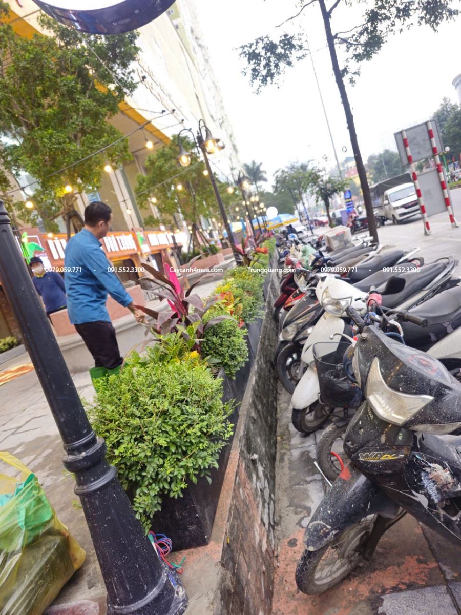 trồng cây vỉa hè