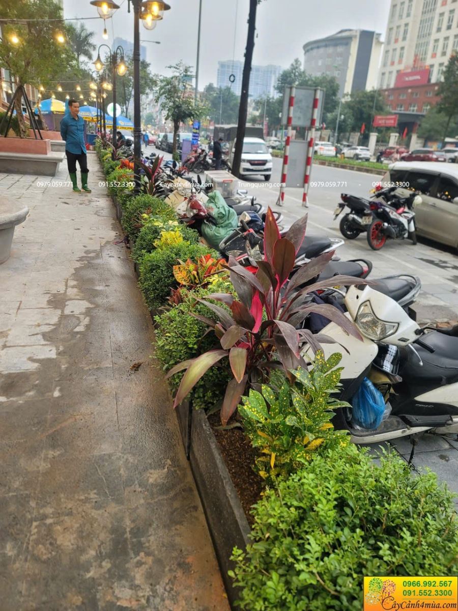 trồng cây vỉa hè