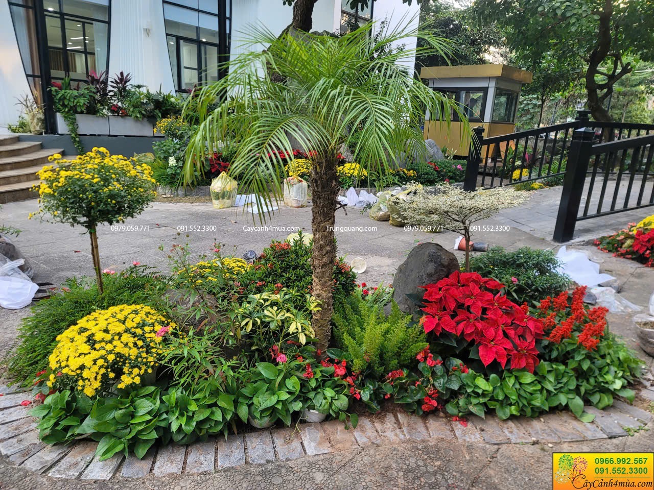 trồng hoa ngày tết