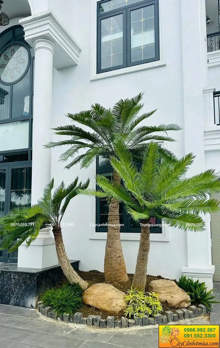 trồng thiên tuế theo cụm