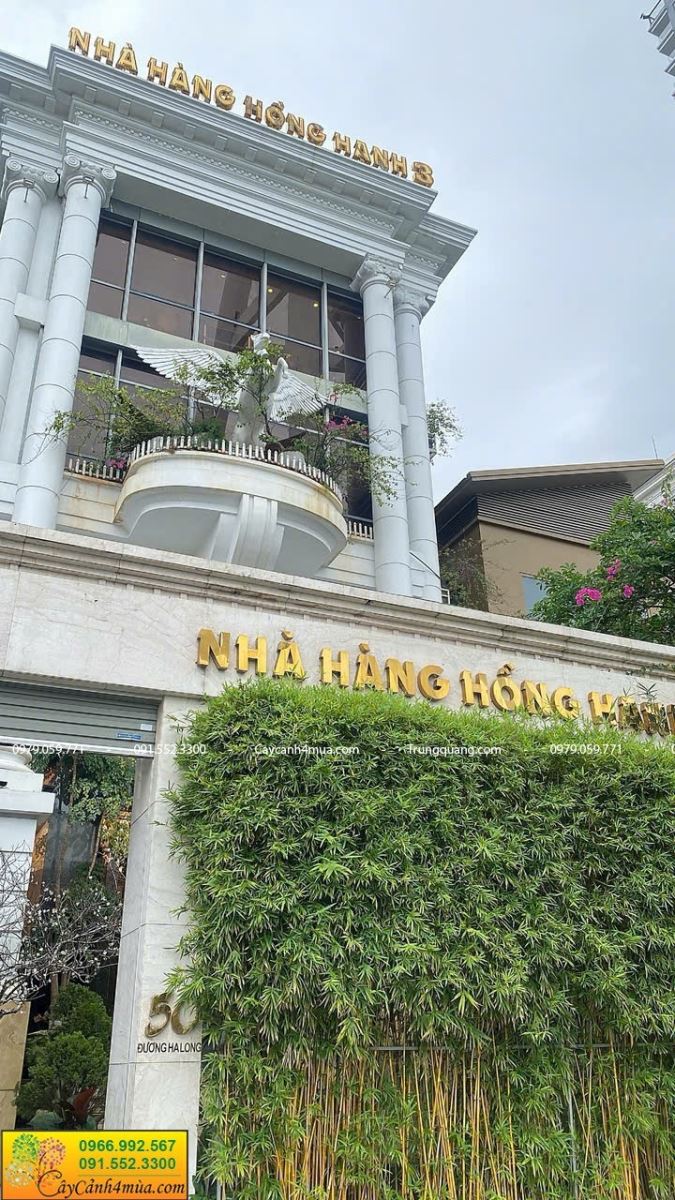 trúc chỉ vàng