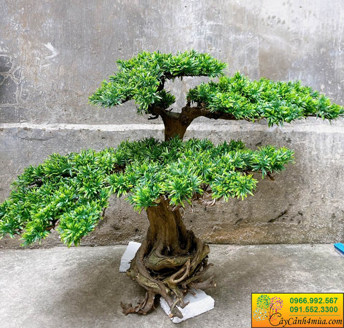 tùng la hán bonsai giả đẹp