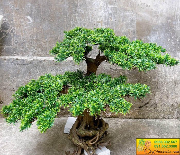 tùng la hán bonsai giả