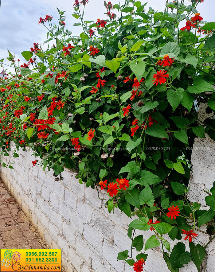 tường cây leo mexico hoa cam rủ