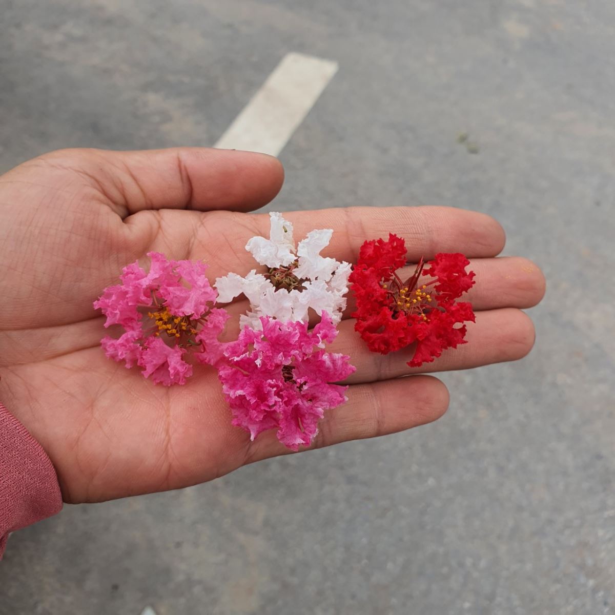 các màu hoa tường vi