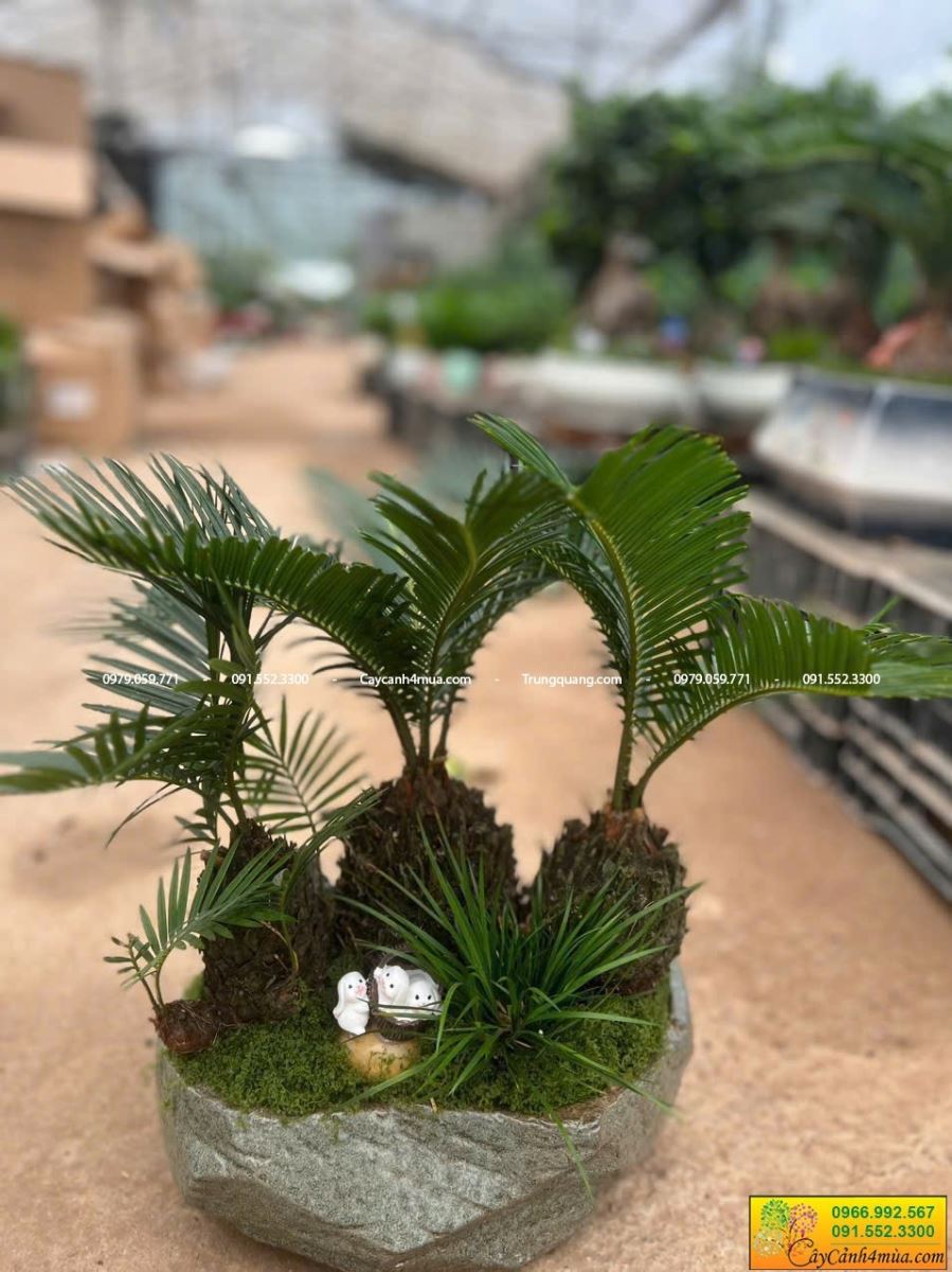 vạn tuế bonsai mini