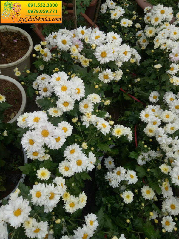 Vườn hoa cúc trắng đổi màu đẹp