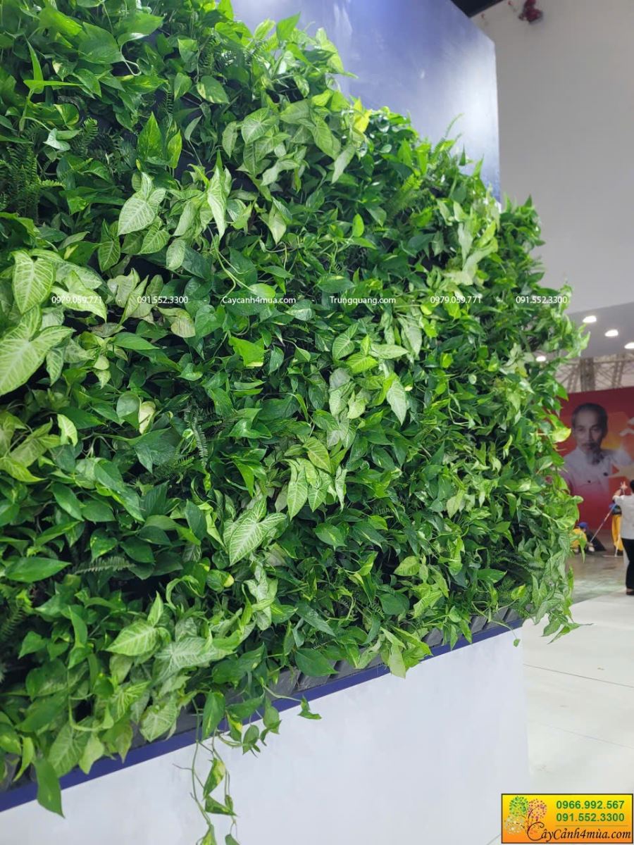 tường cây đứng