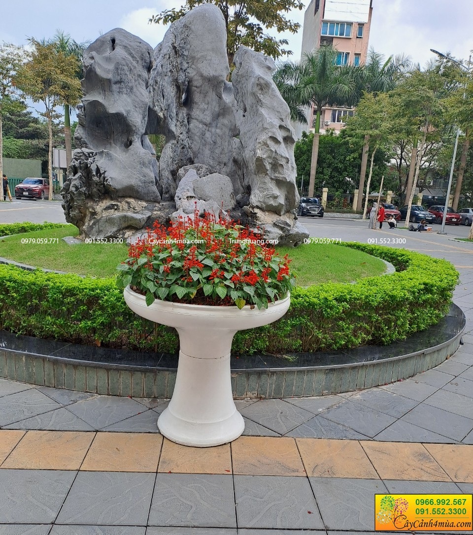 xác pháo trồng chậu ly