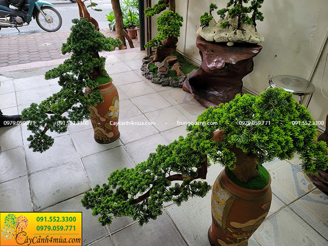 Địa chỉ bán cây tùng la hán bonsai giả tại Hà Nội