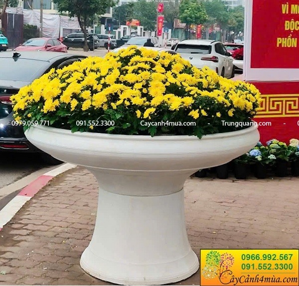 Bán chậu ly trắng trồng cây