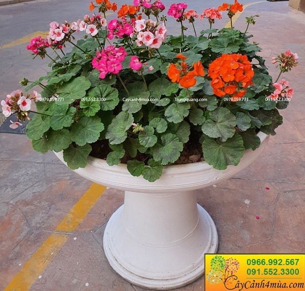 Bán chậu ly xi măng tại Hà Nội