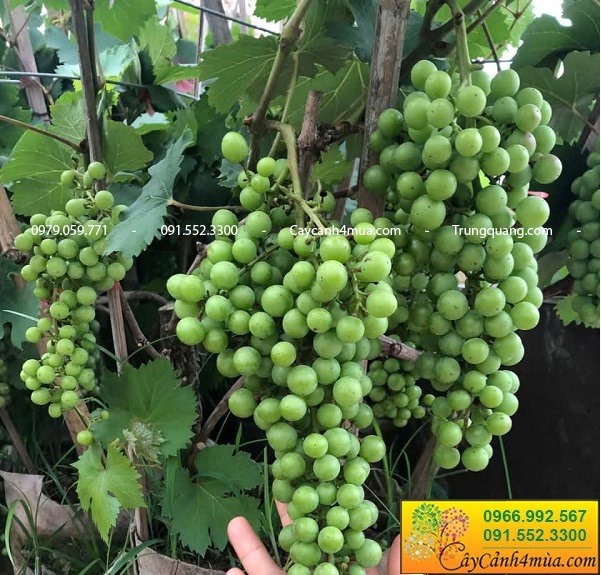 Cách trồng và chăm sóc nho hạ đen