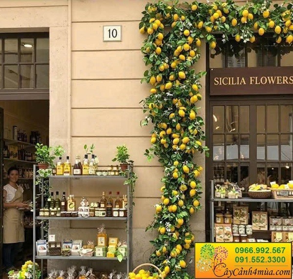 Cành chanh vàng giả decor