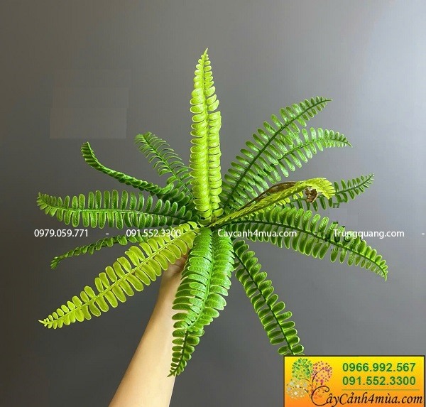 Cành dương xỉ giả nhiều kích thước