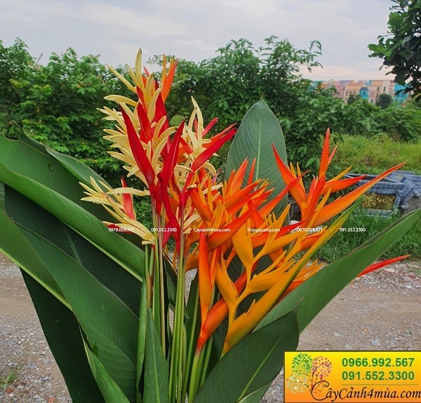 Cây chuối mỏ két trồng viền