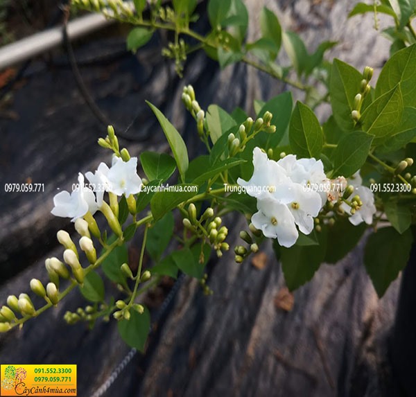 Cây chuỗi ngọc hoa trắng 