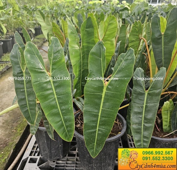 Cây hạc cam