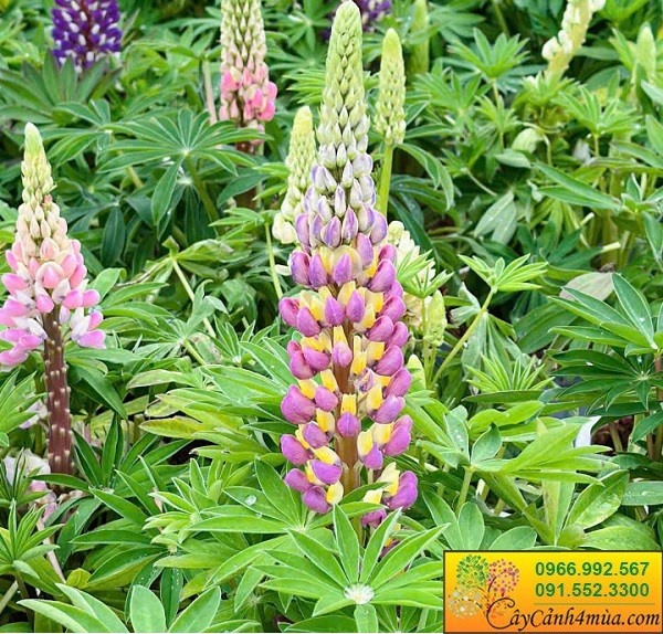 Cây hoa đậu Lupin nhiều màu sắc