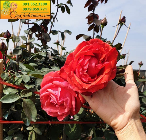 Cây hoa hồng cổ Trung Quốc