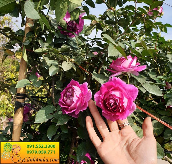 Cây Hoa hồng Sheherarad