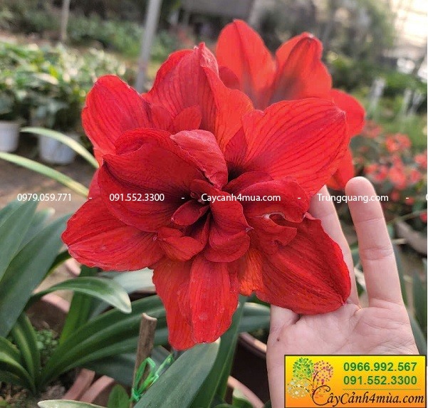 Cây hoa lan huê tây sẵn nhiều màu hoa