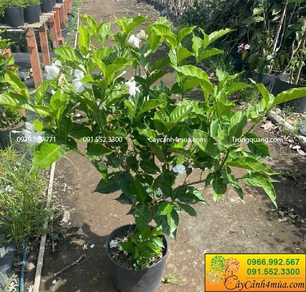 Cây lài tây (lài trâu)