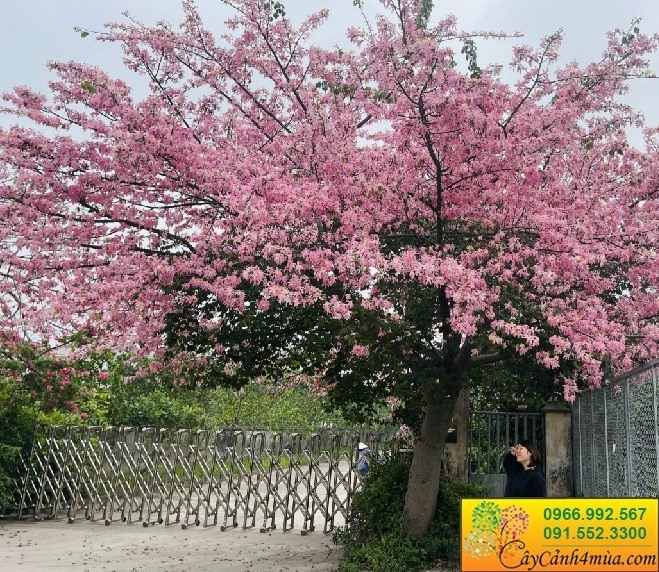 Cây mỹ nhân