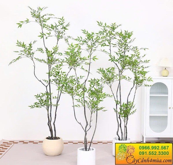 Cây nam thiên trúc giả nhiều kích thước