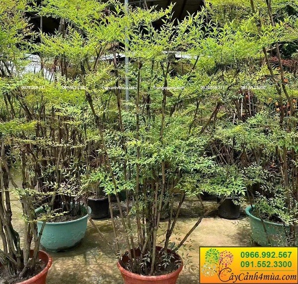 Cây nam thiên trúc trồng trang trí trong nhà và giếng trời.