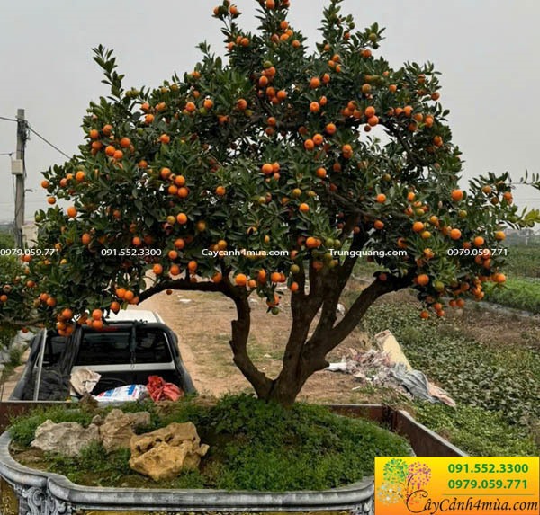 Cây quất cổ bonsai trưng tết đầy ý nghĩa