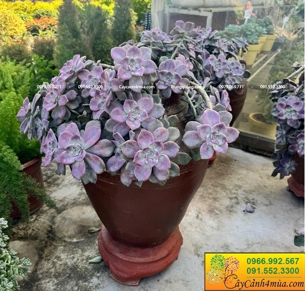 Cây sen đá hồng mập