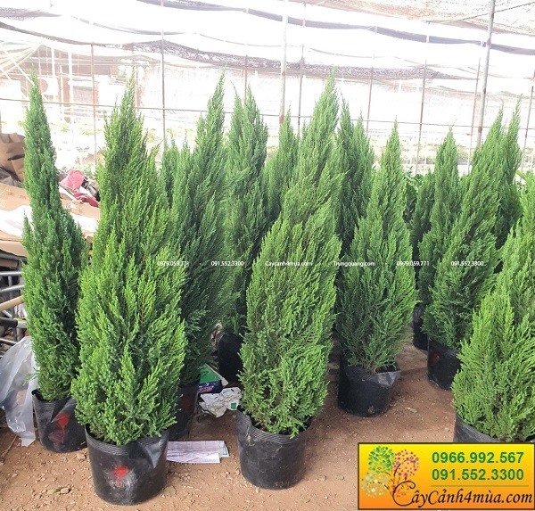 Cây sơn tùng trồng trang trí sân vườn