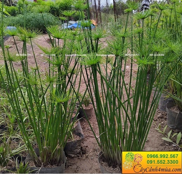 Cây thuỷ trúc thái