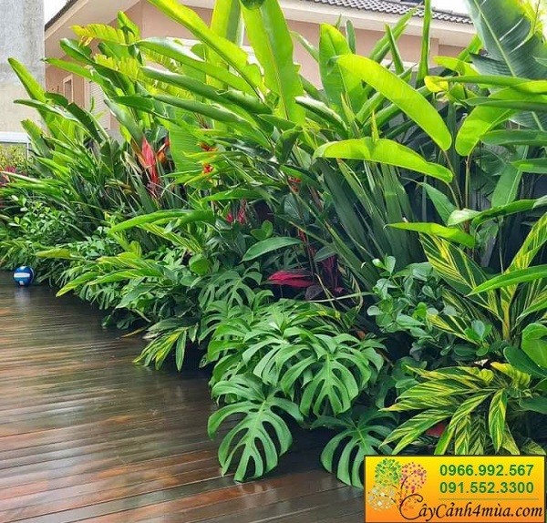 Cây trồng sân vườn nhiệt đới