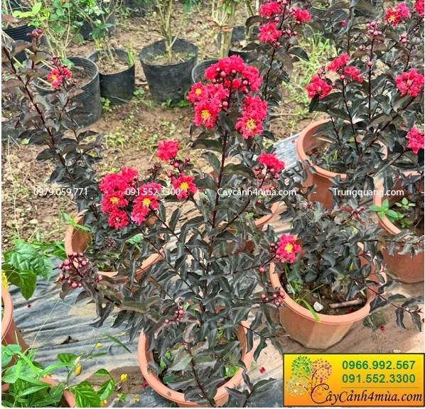 Cây tường vi huyết long đỏ
