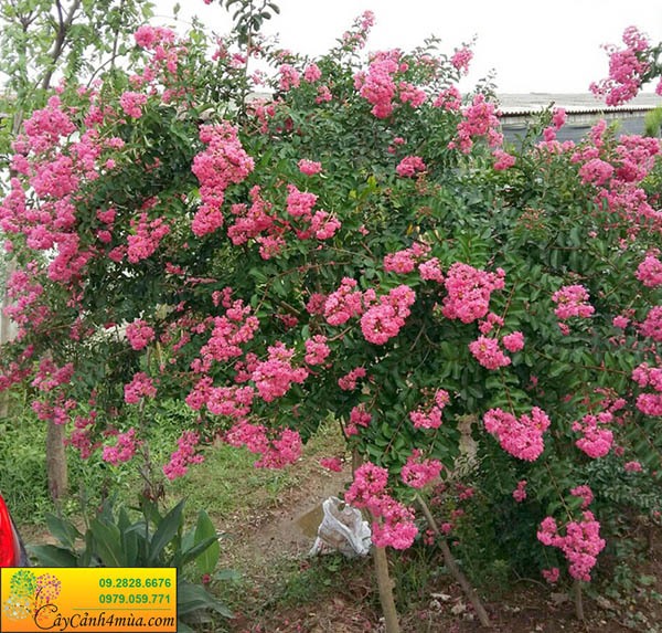 Cây tường vi hồng – loài hoa gây thương nhớ