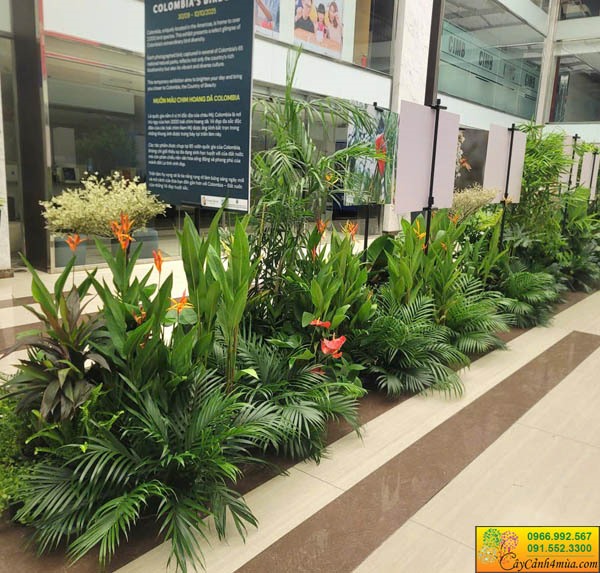 Cho thuê cây cảnh tổ chức sự kiện