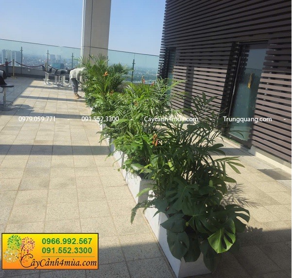 Cho thuê cây cảnh và chậu cảnh tại sự kiện Lotte Tây Hồ