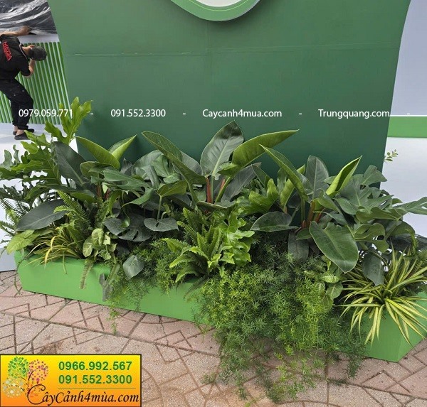 Cung cấp cây xanh cho các sự kiện Hà Nội