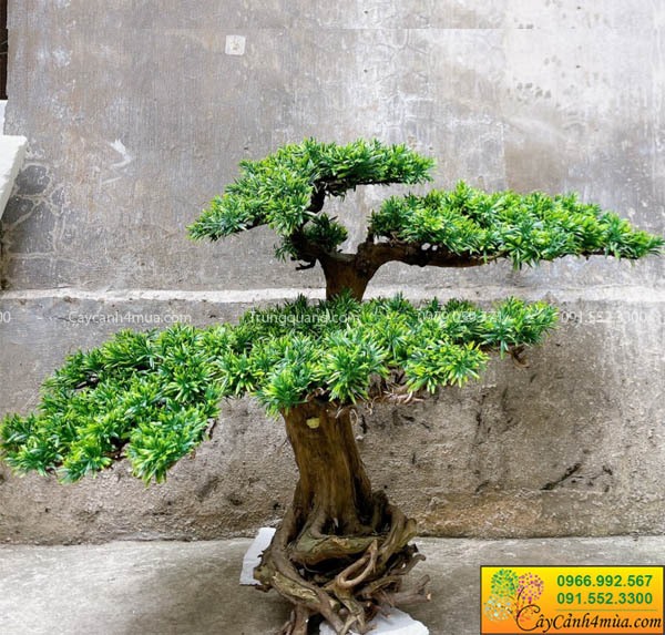 Decor Tùng La Hán bonsai từ cây khô chết