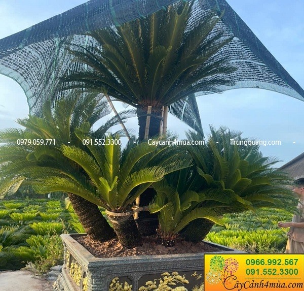 Đồi vạn tuế 9 thân