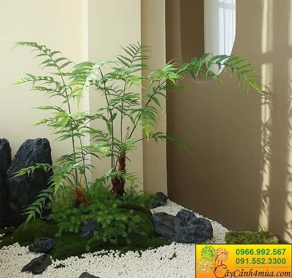 Tiểu cảnh dương xỉ culi giả