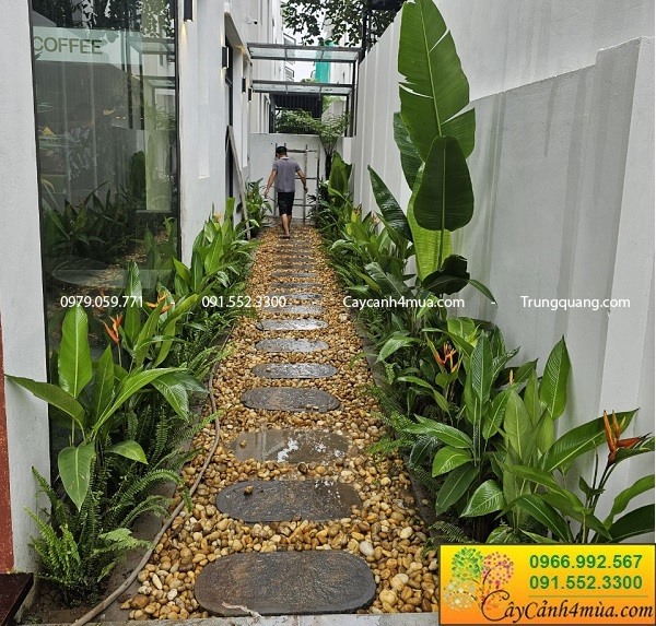Top cây trồng viền - trồng hàng rào đẹp bền