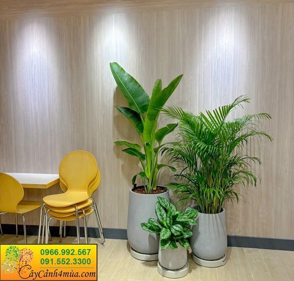 Top cây xanh văn phòng dễ chăm và dễ sống.