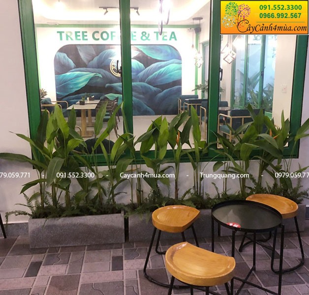 Mẫu trang trí cây xanh cho quán cafe đẹp