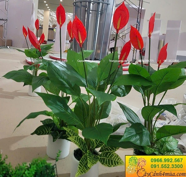 Trang trí hoa lan ý giả tại trung tâm triển lãm quốc gia.